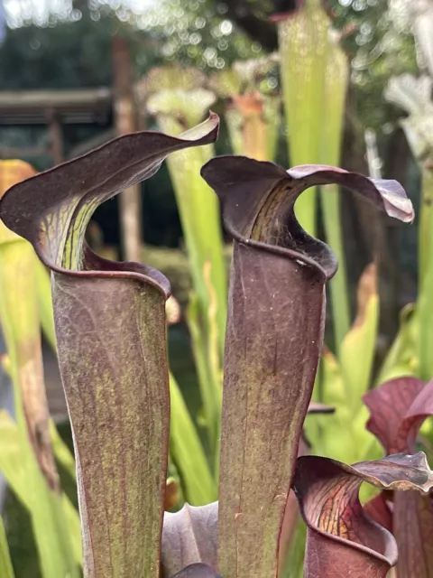 Pianta carnivora Sarracenia alata  var. nigropurpurea NO SEMI torba  dionea