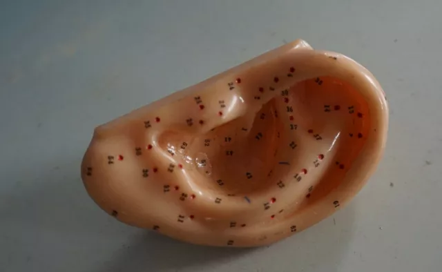 RS0521-056: Modelo de Acupuntura Oreja Good Health Brand Japón con Meridianos