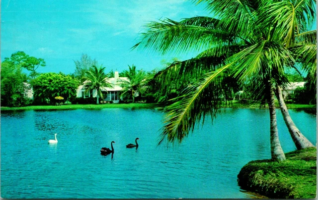 Naples FL Port Royal Residence Section Black White Swans Postcard used (12089)