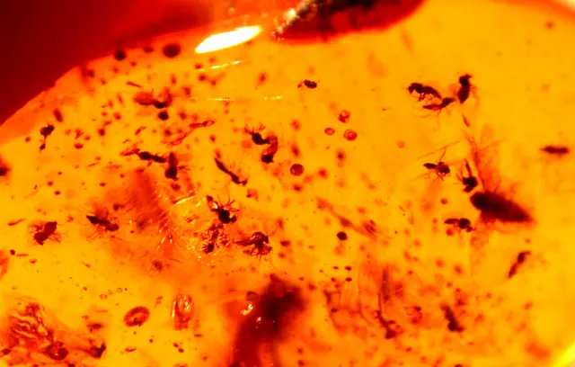 SWARM of 30 Blood Sucking Midges with Winged Ant in Dominican Amber Fossil