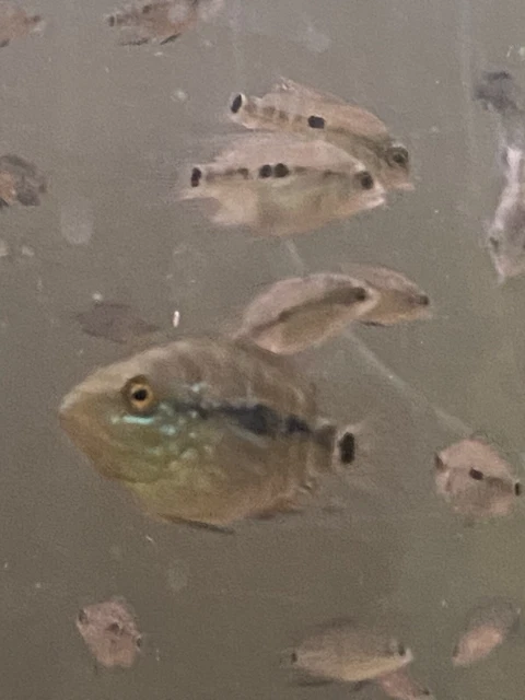 FLOWERHORN CICHLID 1” Bonsai Flowerhorn F Mixed With Regular Texas Cichlid M 3