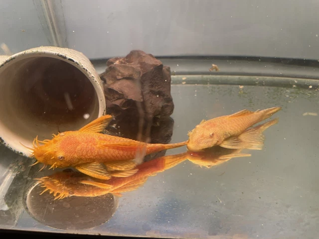 1 Juvenile Albino Bristlenose Pleco - LIVE FRESHWATER TROPICAL FISH(2-3in)