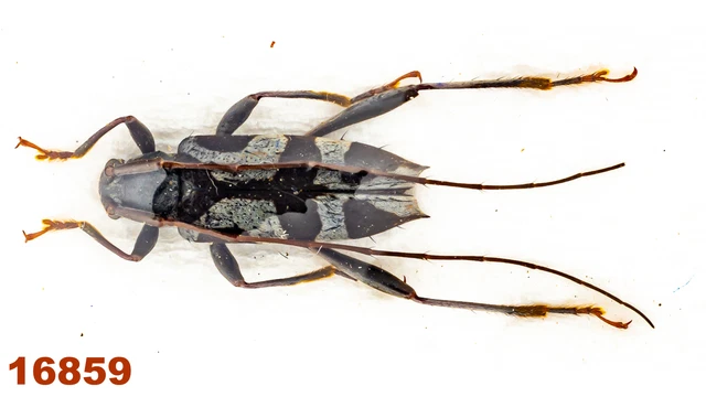 Cerambycidae: Lamiinae sp.   A1, 9 mm , 1 pc