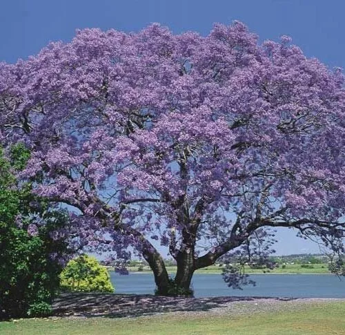 Paulownia Tomentosa 1000 Graines, Princess Tree, Empress Tree, Kiri