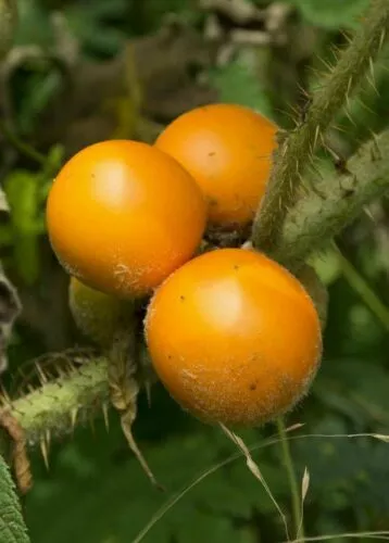 Lulo - Quitorange - Naranjilla - 10+ seeds - Semillas - Graines - Samen So 075