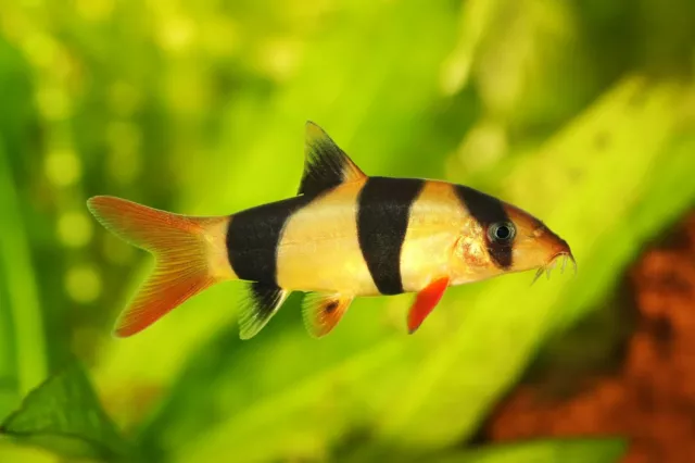 5 Pack Clown LOACH (Live Fish Peaceful Freshwater Community Fish Bottom Feeder!