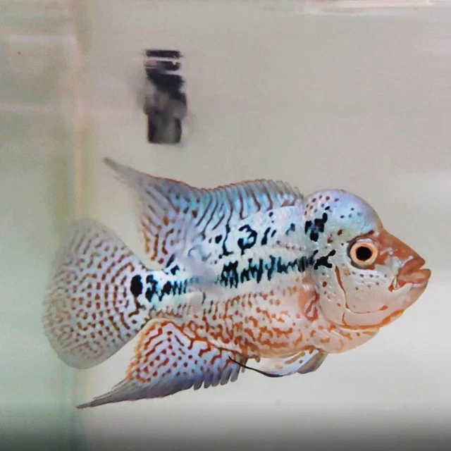Full Silver Body Pearl Flowerhorn Fish Kamfa F2 White Eyes Small Size Kamfa
