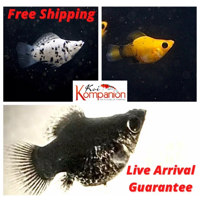 3/5/10/20X Assorted Balloon Mollies Freshwater Fish Koi Kompanion