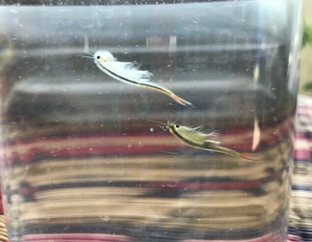 200,000 Fairy Shrimp eggs Sterile Food Fairy Shrimp Eggs Food For New born Fish