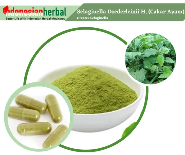 [idHerb] POWDER Greater Selaginella Selaginella Doederleinii Hieron Organic Fres