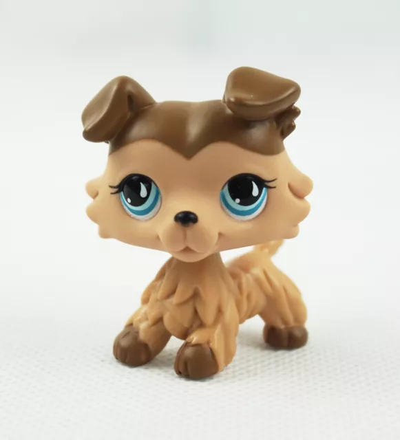 Littlest Pet Shop Edition Puppy LPS #893 Chocolate Cream Blue Eyes Collie Dog