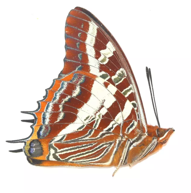 LEPIDOPTERA, NYMPHALIDAE, CHARAXINAE, CHARAXES DRUCEANUS male from KENYA