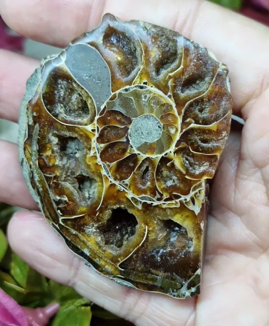 Beautiful Large Ammonite Half fossil Serafino With Display Stand 6.3cm 62g