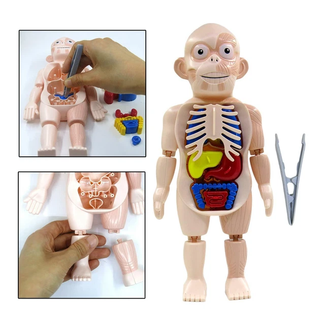 3D HUMAN BODY with Organs Anatomy Toys Laboratory for Children