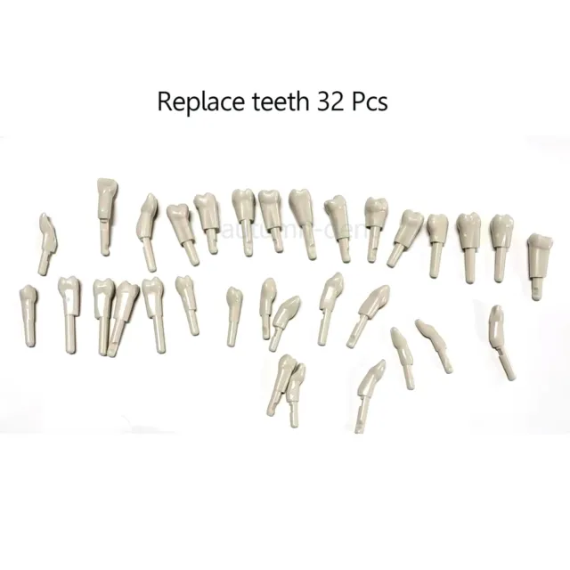 32Pcs Dental Replace teeth Model for KaVo Basic Model teeth Retention Mechanism