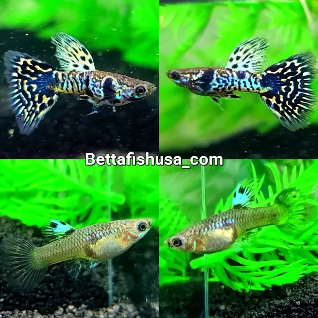 1 Pair - Tiger King Guppies - High Quality Live Guppy Fish - USA SELLER