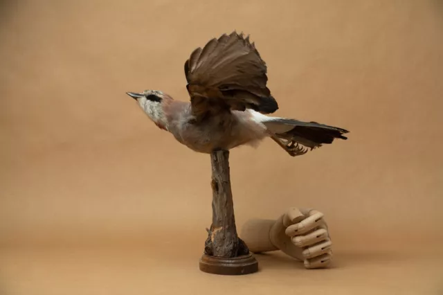 oiseau bleu geai des chênes naturalisé taxidermie curiosité ornithologie vintage