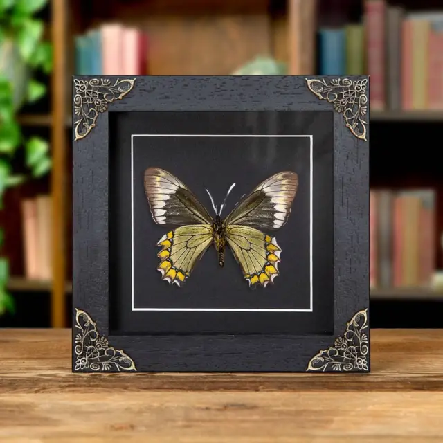 Madyes Swallowtail Butterfly Taxidermy In Baroque Style Frame (Battus madyes)