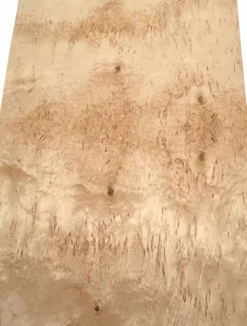 Máser de abedul chapa de madera abedul abedul incrustación 1i 72x59-60cm 2 hojas