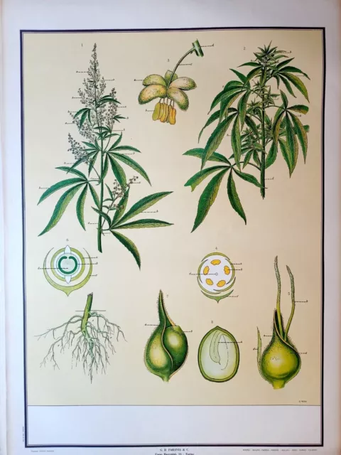 Tavola Gigante Paravia  Anni '60 Botanica