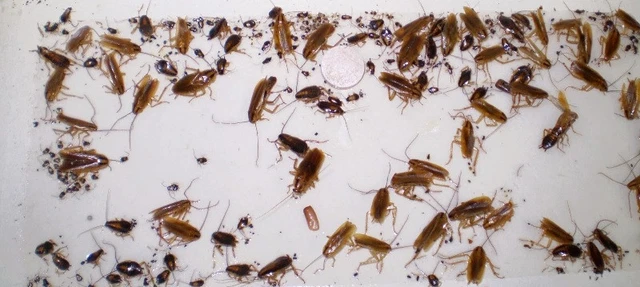 12 Cockroaches Spiders BedBug Scorpion Silverfish  Insect Traps Sticky Bug Traps