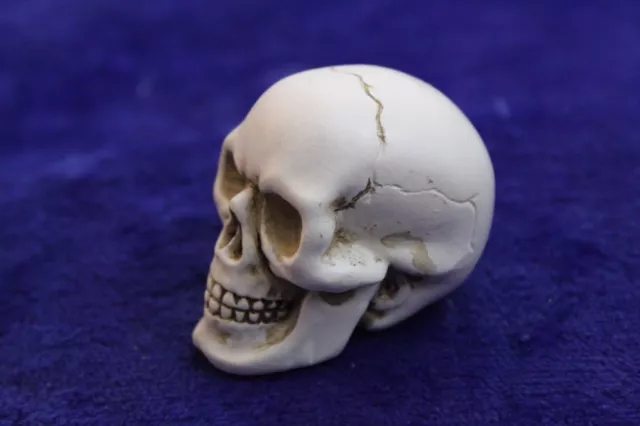 Small Skull Gear Shift Knob Handle Accessory Hot Rod Rat Rod Gasser GM AMC Small Skull Gear Shift Knob Handle Accessory Hot Rod Rat Rod Gasser GM AMC