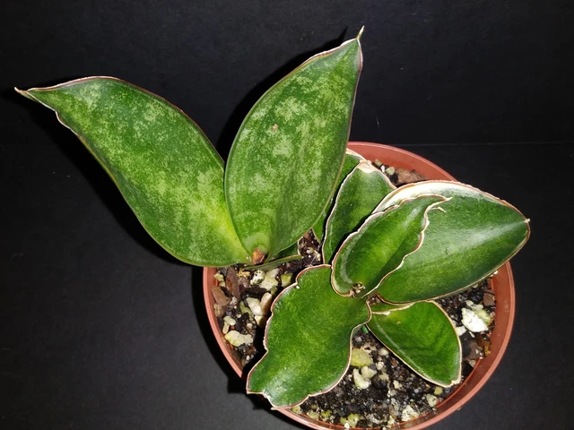 SANSEVIERIA SUBSPICATA 'ROSEA Grandis' rare snake plant $9.99 - PicClick