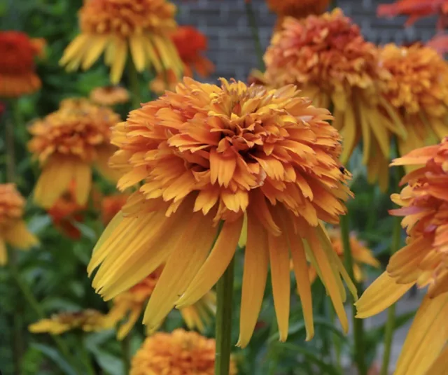 ORGANIC - 20 Seeds Perennial Echinacea Marmalade  Fresh UK Seeds Non GMO 3