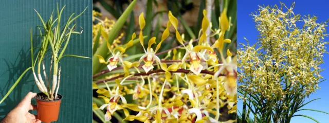 DENDROBIUM GOLDMINE, orchidée, Orchid, RARE,
