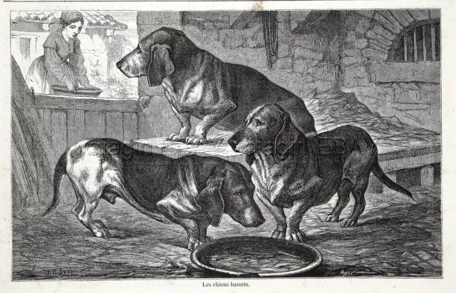 Dog Bassett Hound in Kennel 1860s Engraving Antique Print & Article