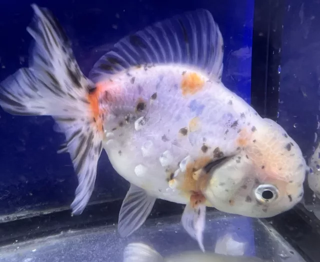 LIVE pond goldfish  Fish~ Goldfish   Short Tail Oranda  goldfish 4.75 Inch