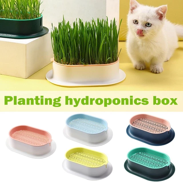 Kit de cultivo de hierba gatera sin suelo para gatos caja de plantación de hierba gata'