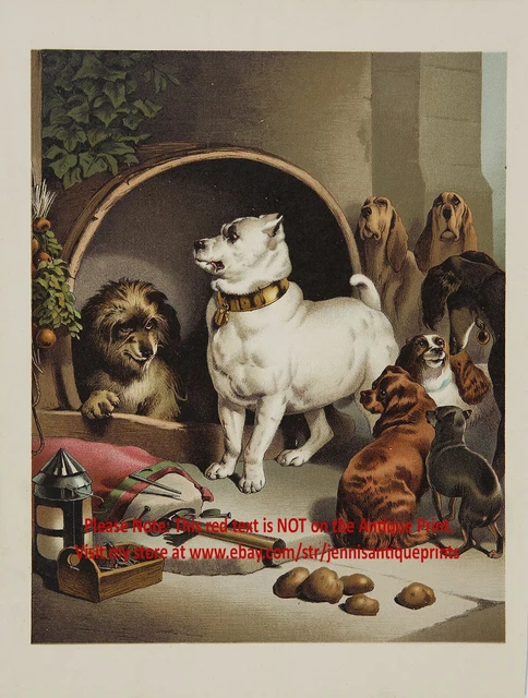 DOG Staffordshire Bull Terrier, Saluki & Friends Pack, 1870s Chromolith Print