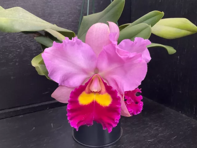 Cattleya Orchid Rlc. Momilani Rainbow x Rlc. Glenn Maidment stunning blooms