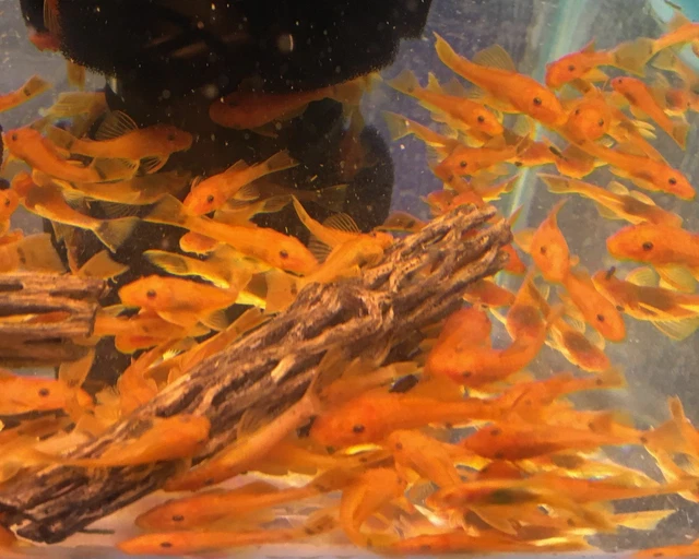 SUPER RED Bristlenose Pleco Plecostomus 1 inch+ (6 Pack) -2 BLOODLINES! LIVE!