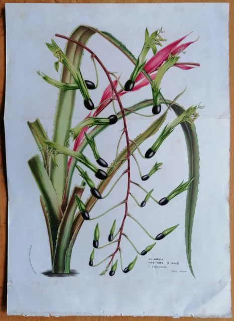 Van Houtte Flore de Serres Large Print Billbergia viridiflora - 1846