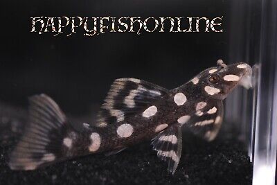 Rare L082 Opal Spot Cigar Pleco! One Of The Coolest Looking Plecos Out There! Cb 2
