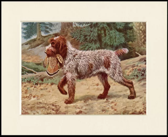 German Wirehaired Pointer And Bird Dog Print Mounted Ready To Frame