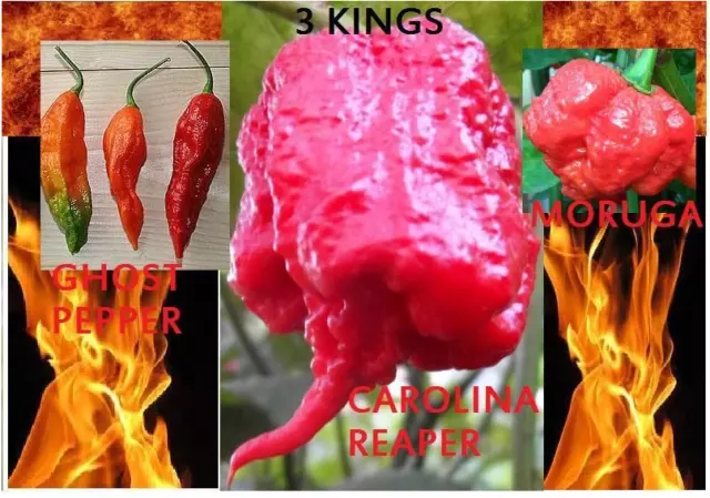 COMBO PACK Ghost pepper Carolina Reaper Trinidad Moruga Scorpion Hot chili seeds