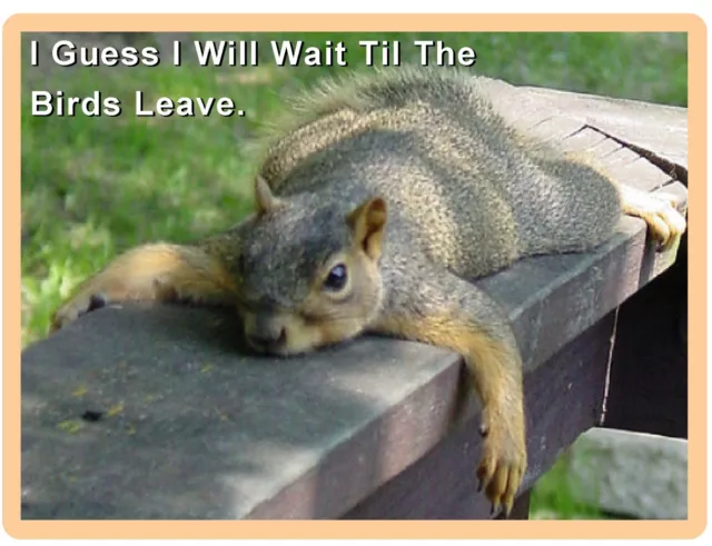 Funny Squirrel Lazy Wait  Refrigerator / Tool Box Magnet Gift Card Insert