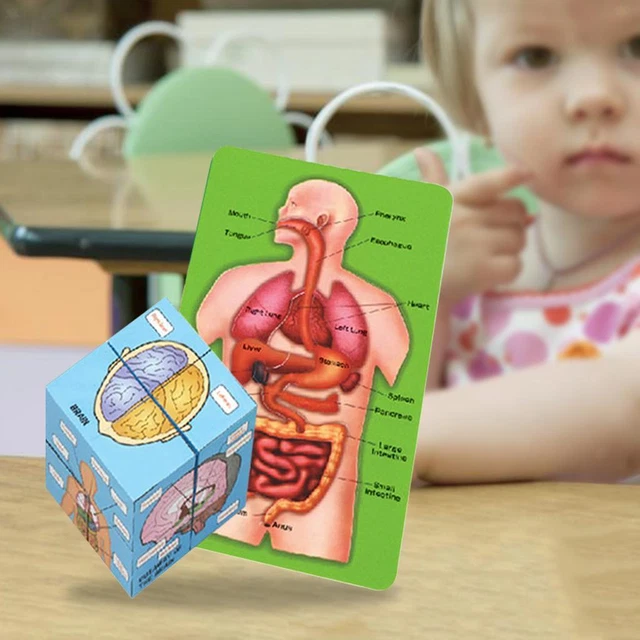 Modello Anatomia Umana 3D – Strumento Didattico Smontabile Per Scuola E Casa, Dettagli Realistici