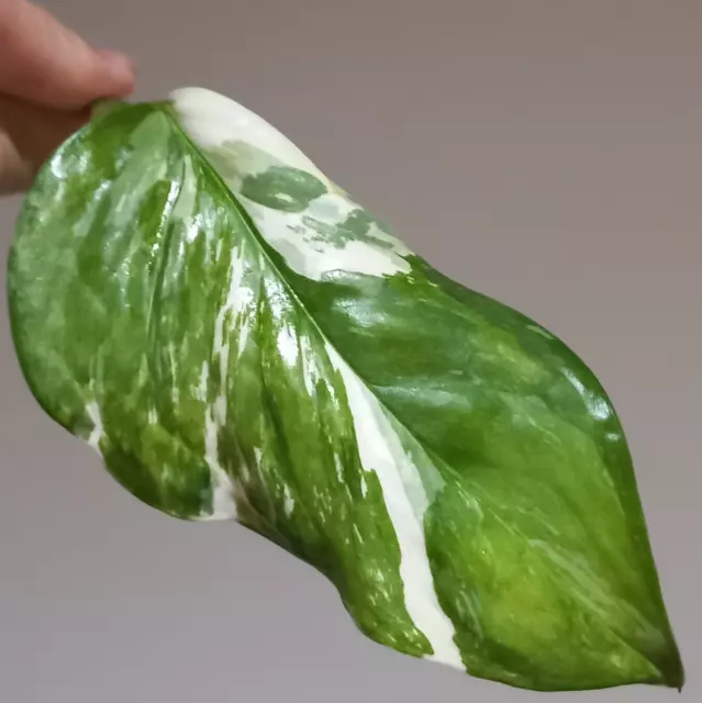 Monstera Albo Lechleriana Variegated, 1 Leaf Cutting
