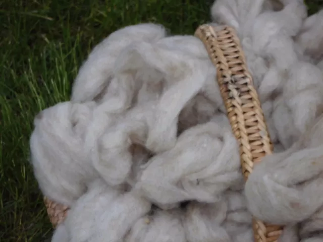 500g kardierte Wolle in naturhellgrau als Band vom Alpinen Steinschaf