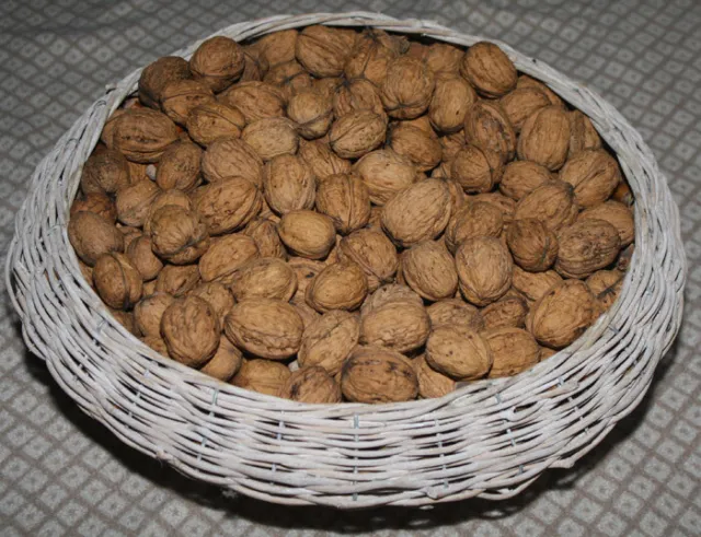 3 kg di noci / noci puro prodotto biologico 2022 raccolto a mano essiccato all'aria