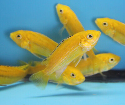 Live Electric Yellow Cichlid for fish tank aquarium