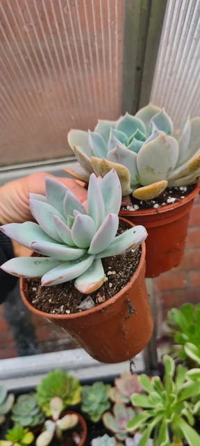 Echeveria Garotto And Pachyveria Ice Crystal