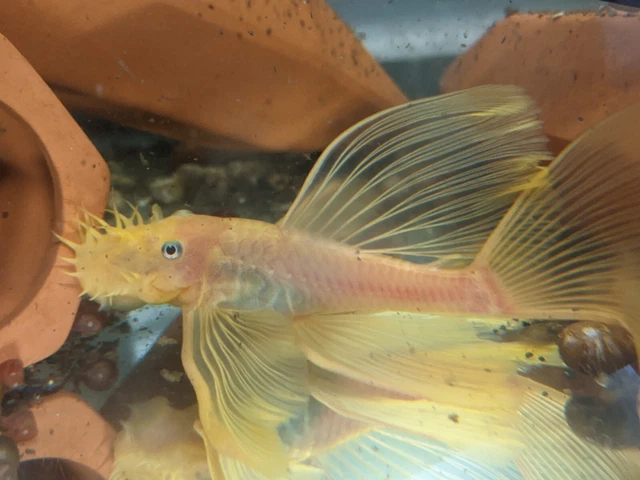 (10) L144- REGULAR FIN Lemon Blue Eye Bristlenose Pleco 1"+ PARENTS are Longfin