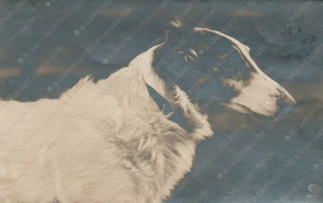 1923 Cane Borzoi levriero russo Cartolina fotografica