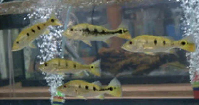 Mono Peacock Bass