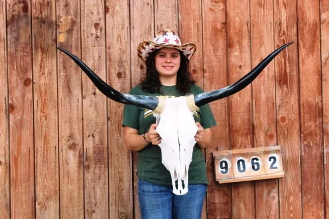 Steer Skull Polished Long Horns Mounted Art!! 3' 9" Cow Bull Longhorn H9062